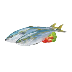 frozen yellow tail size m 0.4 1 kg
