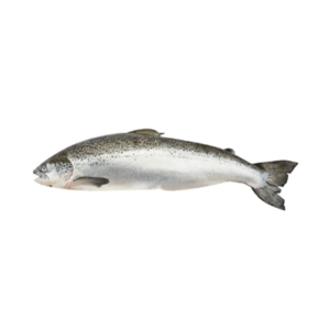 fresh norwegian salmon