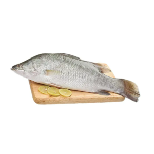 large sea perch