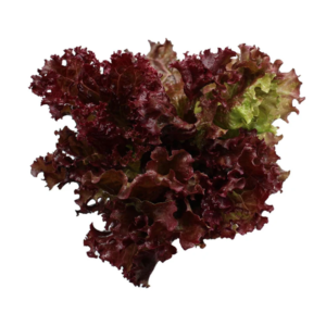Home lettuce batavia (red) 1 kg