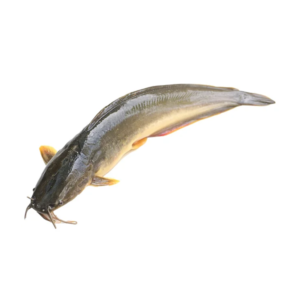 live catfish per kg