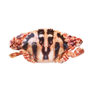 musk crab size l 1 kg