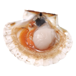 whole scallop size l 50 60 pcs